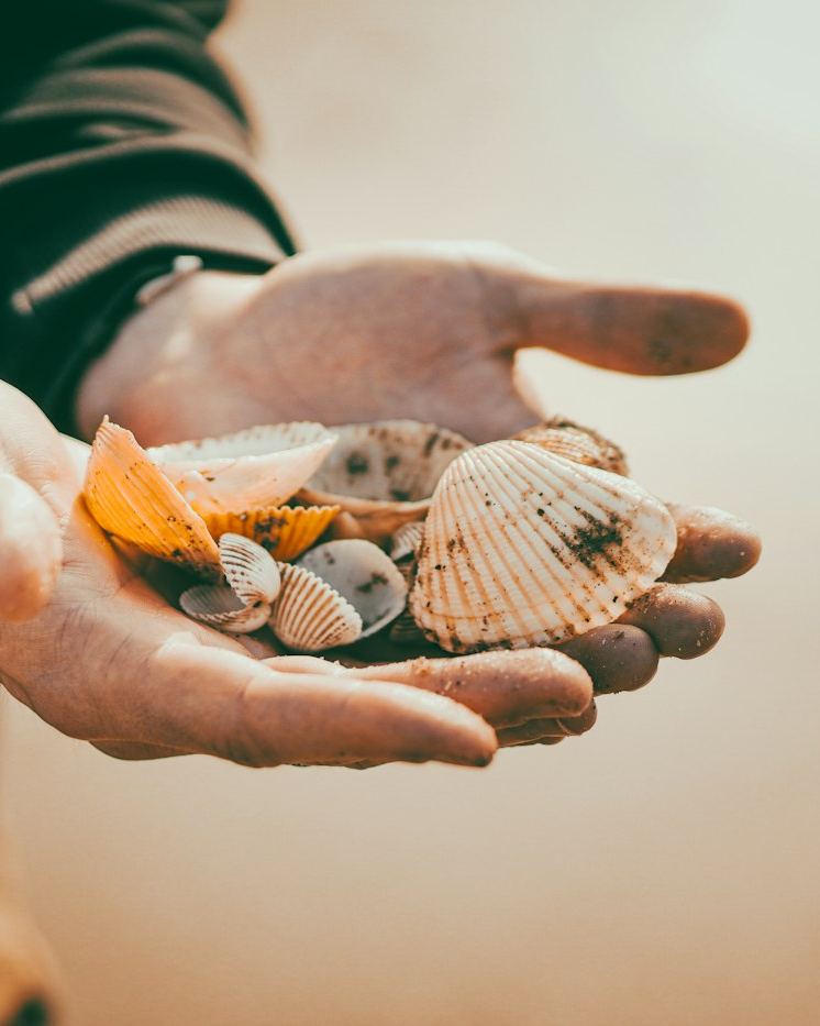 A handful of shells
